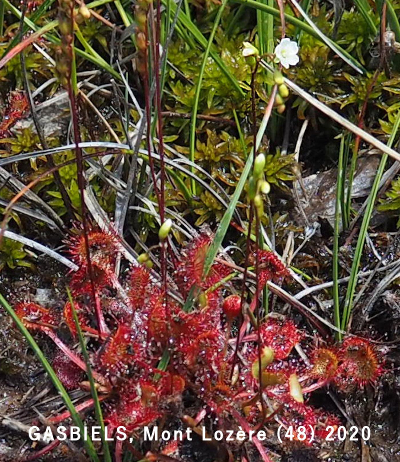 Sundew, Round-leaved plant